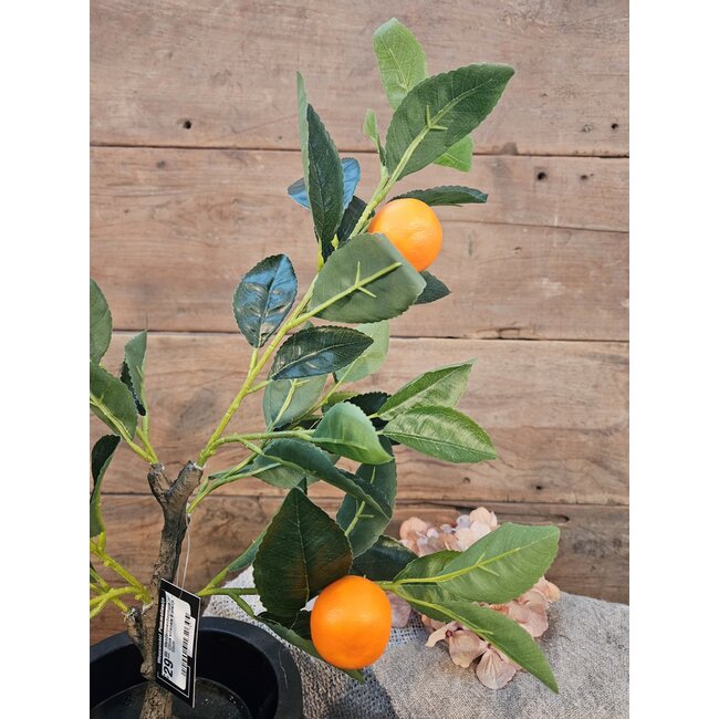 Countryfield Mandarijnenboompje - Citrus sinensis S oranje - 55cm