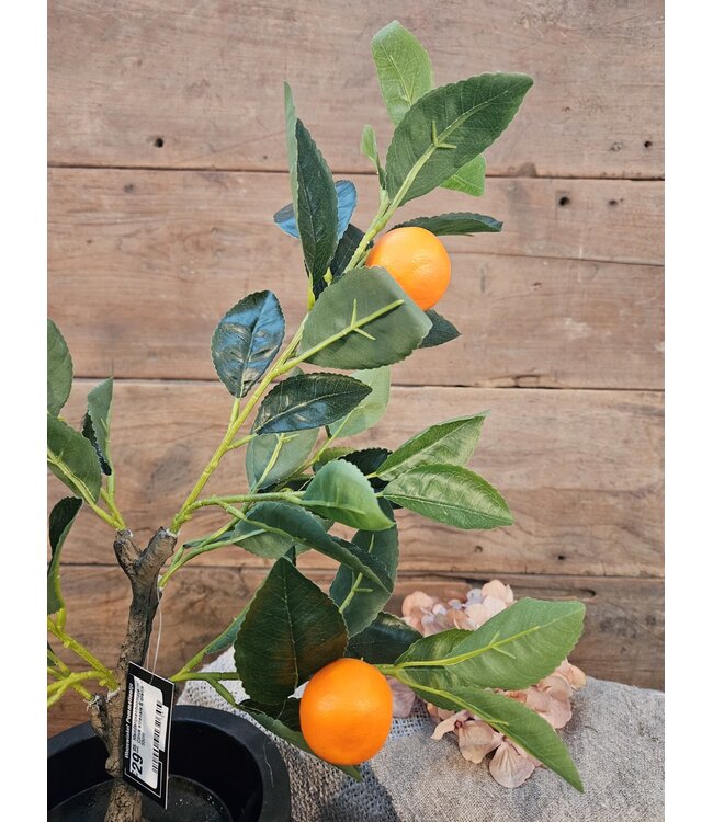 Countryfield Mandarijnenboompje - Citrus sinensis S oranje - 55cm