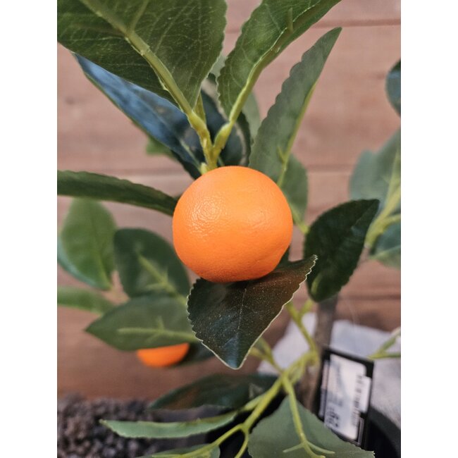 Countryfield Mandarijnenboompje - Citrus sinensis S oranje - 55cm