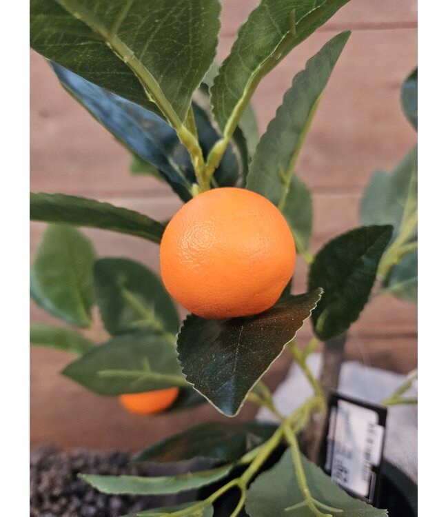 Countryfield Mandarijnenboompje - Citrus sinensis S oranje - 55cm