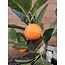 Countryfield Mandarijnenboompje - Citrus sinensis S oranje - 55cm