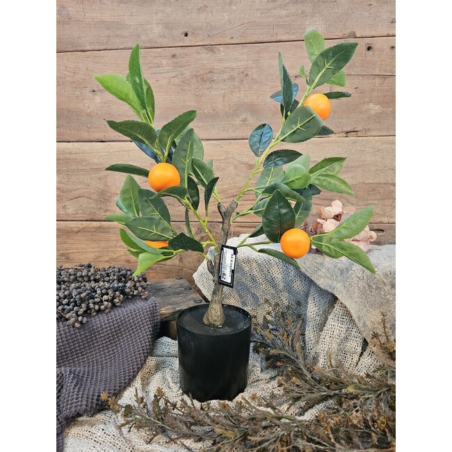 Countryfield Mandarijnenboompje - Citrus sinensis S oranje - 55cm
