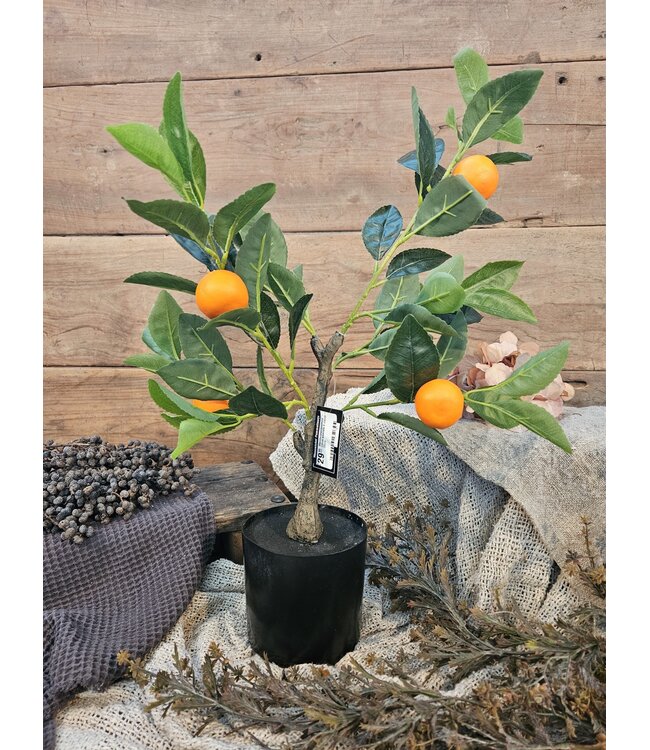 Countryfield Mandarijnenboompje - Citrus sinensis S oranje - 55cm