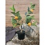 Countryfield Mandarijnenboompje - Citrus sinensis S oranje - 55cm