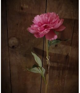 pioen donkerroze - 68 cm