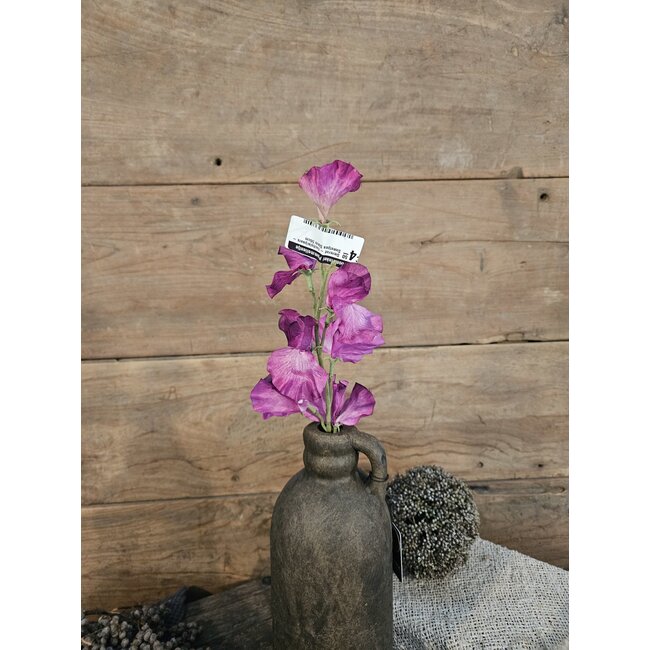 ## Siererwt - fuchsia/paars - Sweetpea Stem 56cm