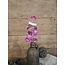 ## Siererwt - fuchsia/paars - Sweetpea Stem 56cm