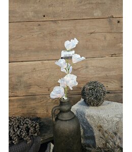 ## Siererwt - lichtroze - Sweetpea Stem 56cm