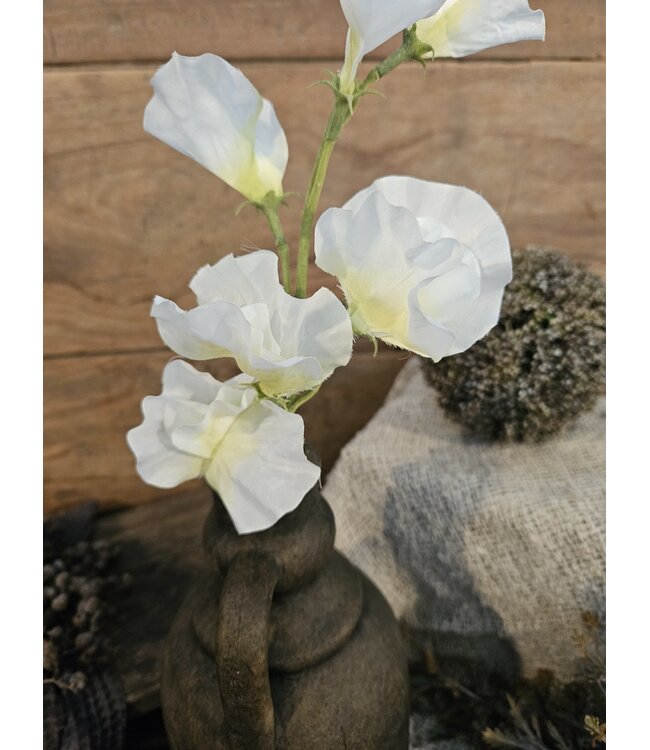 ### Siererwt - creme/wit - Sweetpea Stem 56cm