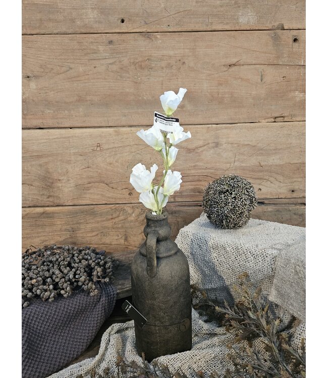 ### Siererwt - creme/wit - Sweetpea Stem 56cm