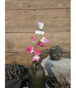 ## Siererwt - fuchsia/roze - Sweetpea Stem 56cm