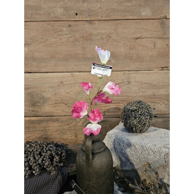 ## Siererwt - fuchsia/roze - Sweetpea Stem 56cm