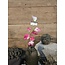 ## Siererwt - fuchsia/roze - Sweetpea Stem 56cm