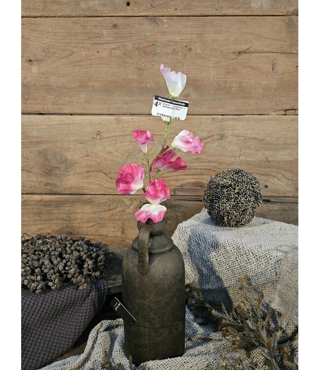 ### Siererwt - fuchsia/roze - Sweetpea Stem 56cm