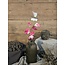 ## Siererwt - fuchsia/roze - Sweetpea Stem 56cm
