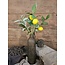 Countryfield Citrus/olea mix L geel/groen -