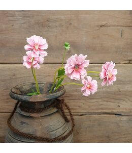 Centaura pink 64 cm