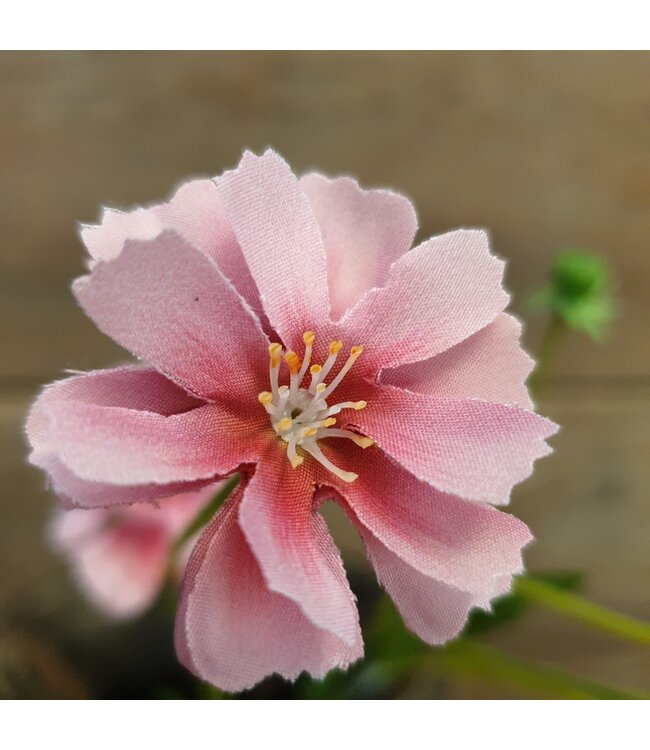 Centaura pink 64 cm
