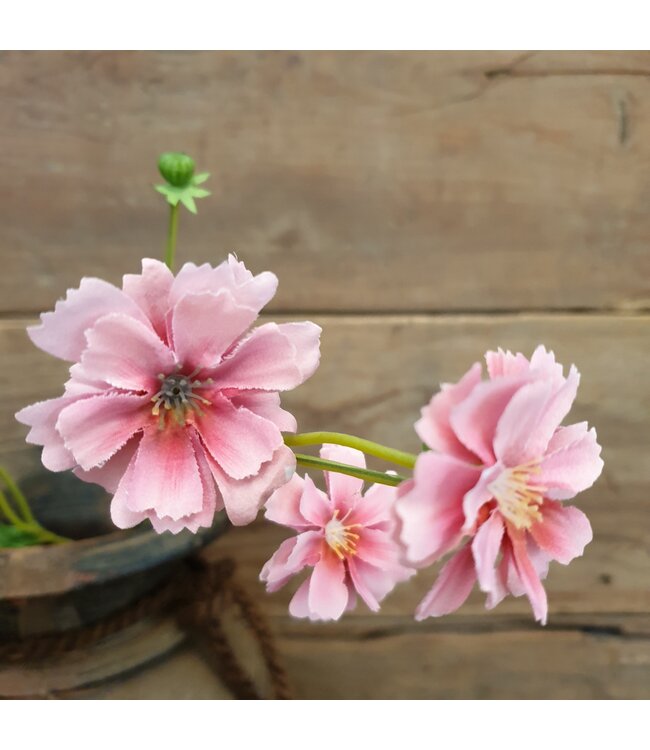 Centaura pink 64 cm