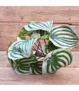 A587 - Peperomia - kunst - 28 x 28 x 17 cm