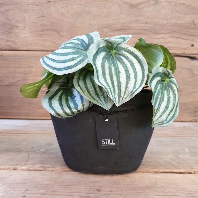 ## A587 - Peperomia - kunst - 28 x 28 x 17 cm