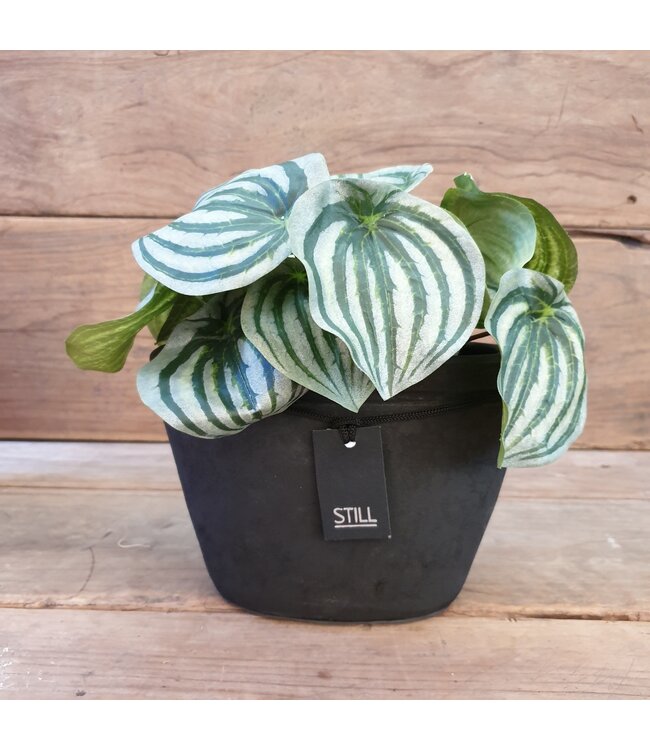 A587 - Peperomia - kunst - 28 x 28 x 17 cm