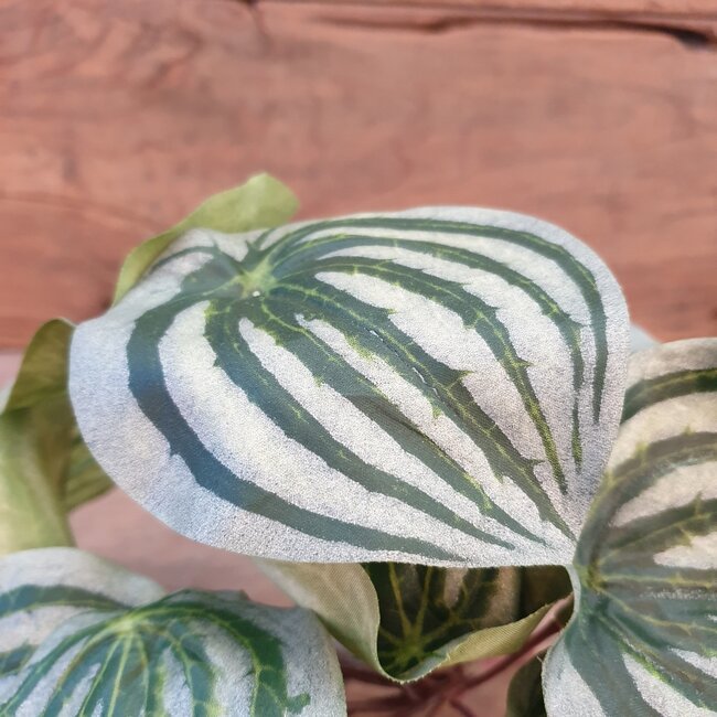## A587 - Peperomia - kunst - 28 x 28 x 17 cm