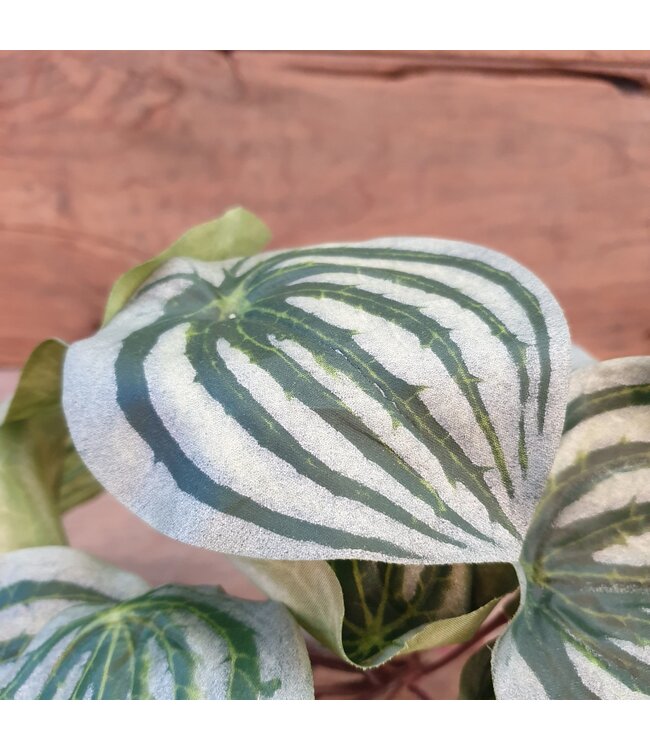 A587 - Peperomia - kunst - 28 x 28 x 17 cm