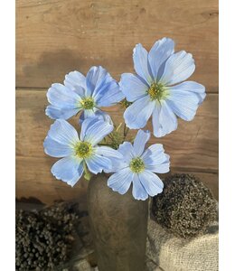 ## Cosmos Spray x4 67cm - lichtblauw
