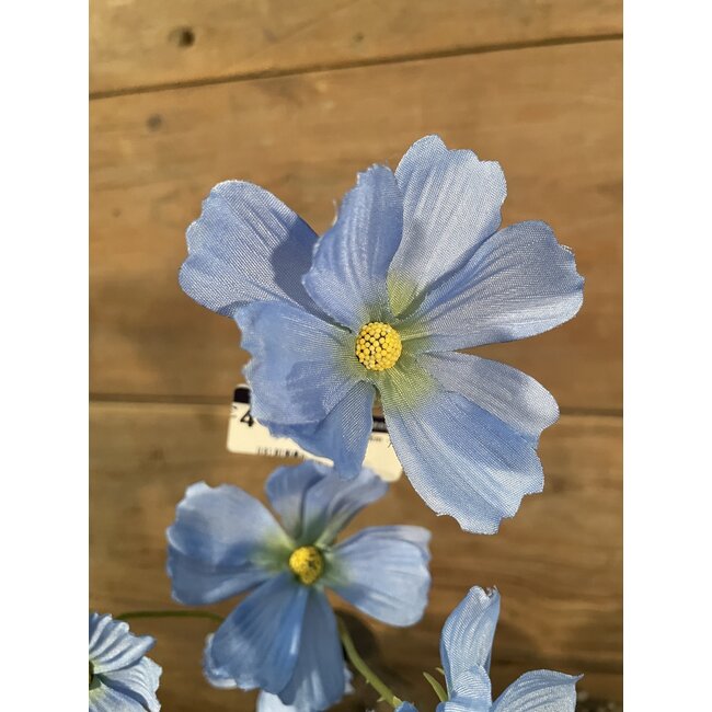 ## Cosmos Spray x5 77cm - lichtblauw