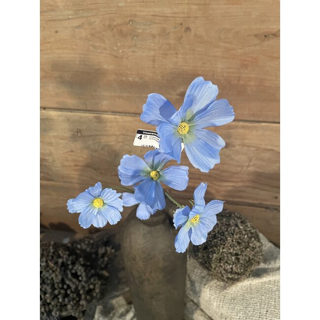 ## Cosmos Spray x5 77cm - lichtblauw