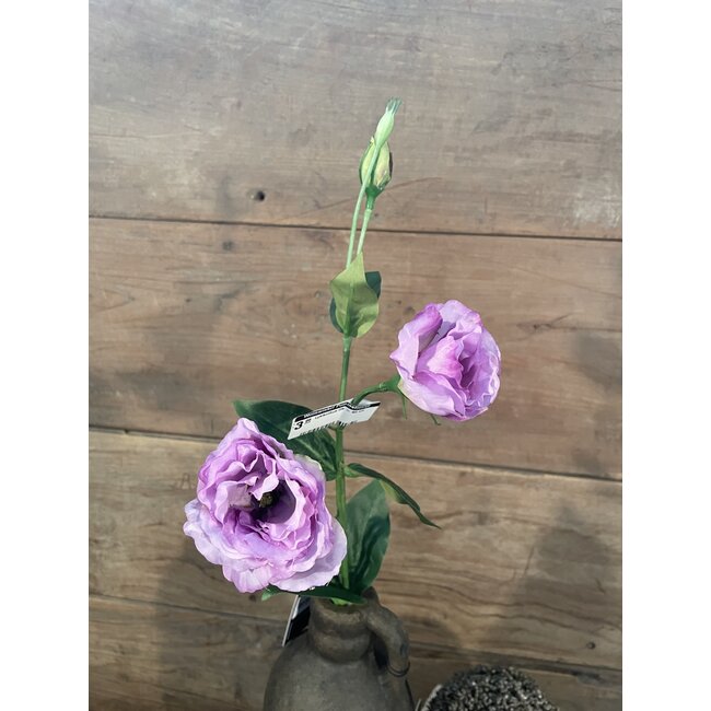 Countryfield ~Lysianthus lila - 60 cm