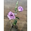 Countryfield ~Lysianthus lila - 60 cm