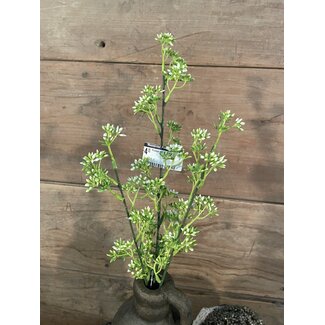 Countryfield ## Prunus wit - 60 cm