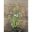 Countryfield ## Prunus wit - 60 cm