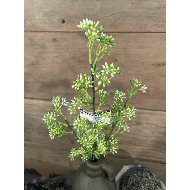 Countryfield ## Prunus wit - 60 cm