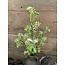 Countryfield ## Prunus wit - 60 cm
