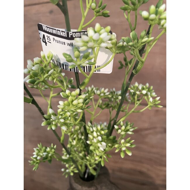 Countryfield ## Prunus wit - 60 cm