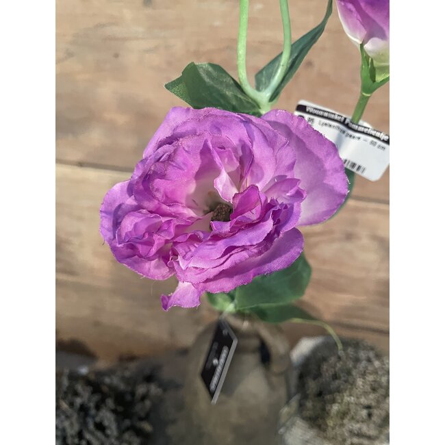 Countryfield ## Lysianthus paars - 60 cm