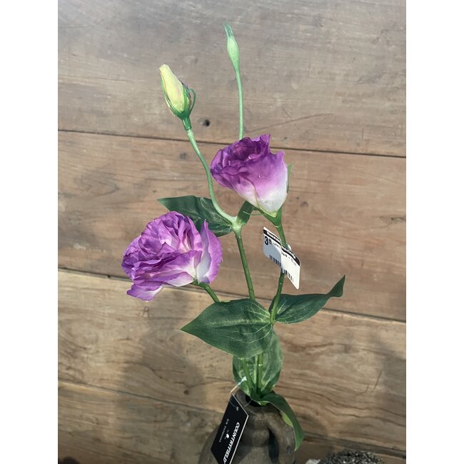 Countryfield ## Lysianthus paars - 60 cm