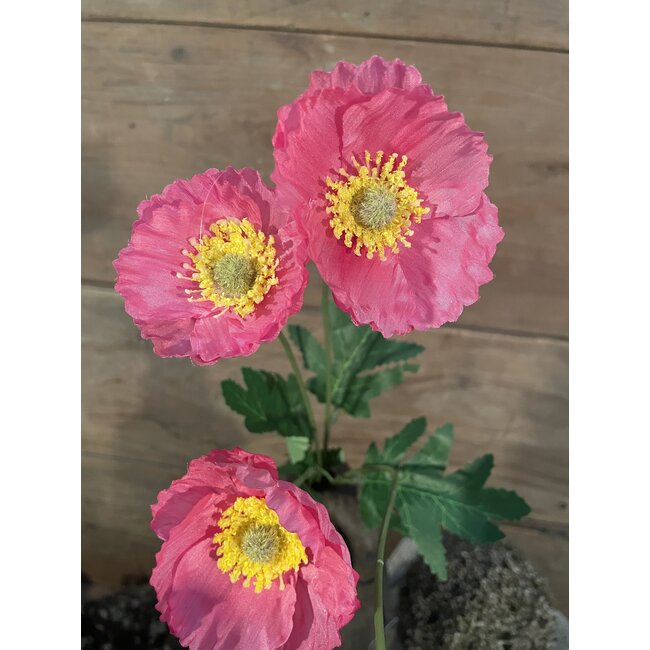 ## Felroze klaproos - poppy pink - 59 cm