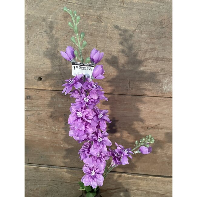 ## Ridderspoor paars - delphinium - 78 cm