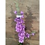 ## Ridderspoor paars - delphinium - 78 cm