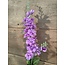 ## Ridderspoor paars - delphinium - 78 cm