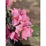 ~Bougainvillea - roze - 76 cm