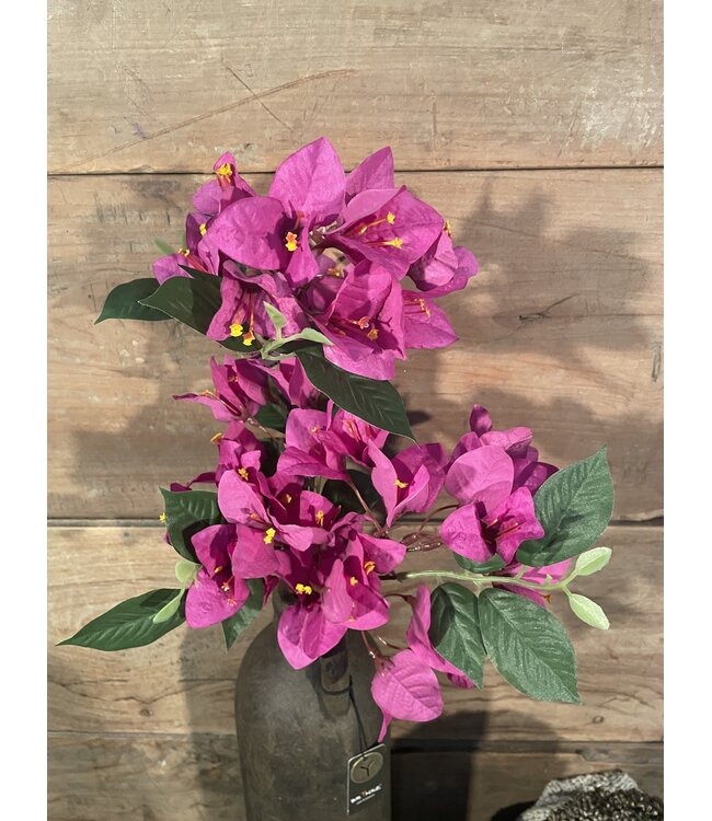 Bougainvillea - fuchsia - 76 cm