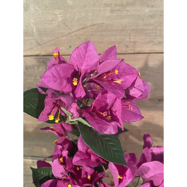 ## Bougainvillea - fuchsia - 76 cm