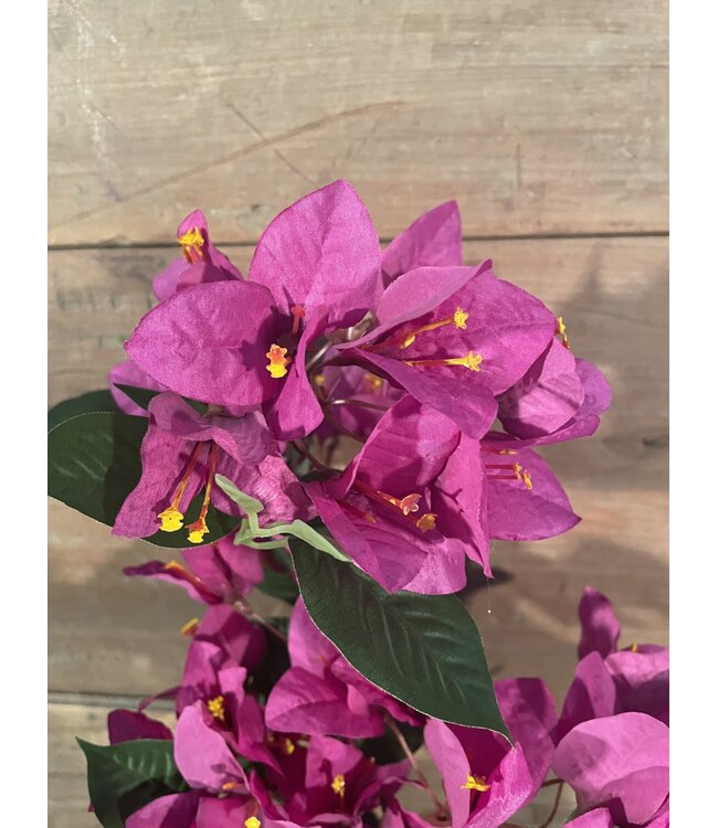 Bougainvillea - fuchsia - 76 cm