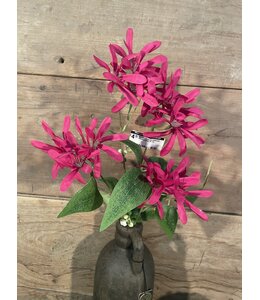 Kamperfoelie fuchsiaroze - Honeysuckle 75 cm