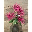 ## Kamperfoelie fuchsiaroze - Honeysuckle 75 cm